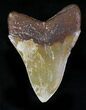 Rare Moroccan Megalodon Tooth - #22547-2